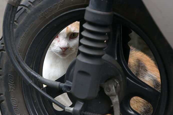 街のねこたち