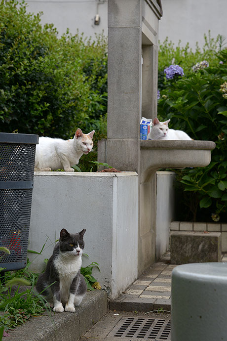 街のねこたち