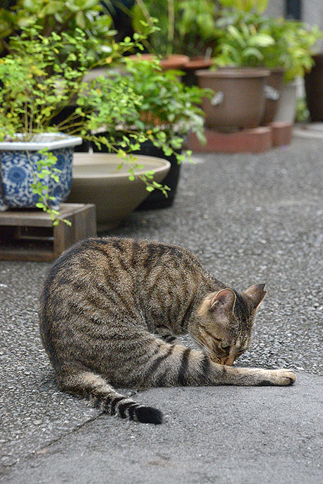 街のねこたち
