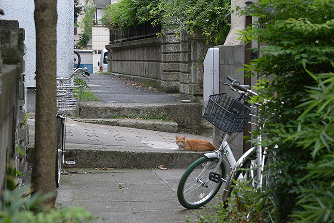 街のねこたち