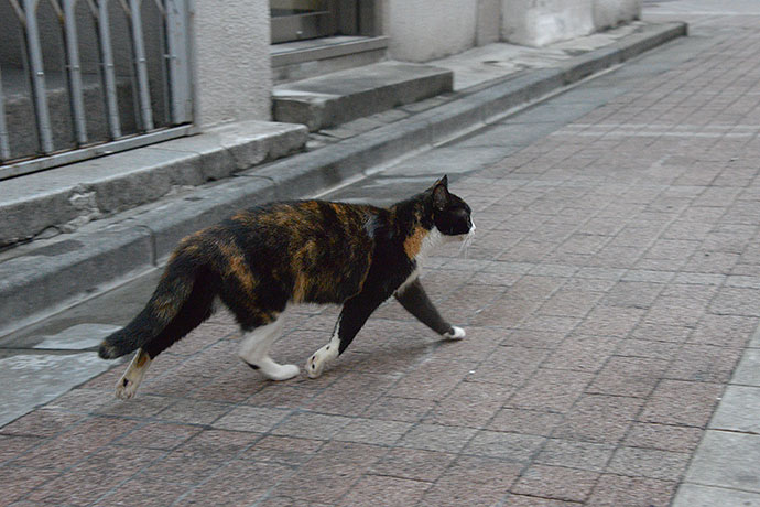 街のねこたち