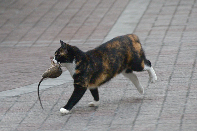 街のねこたち