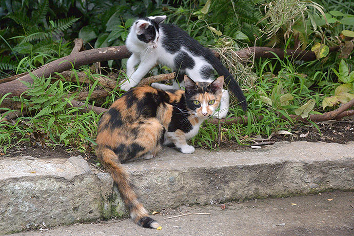 街のねこたち