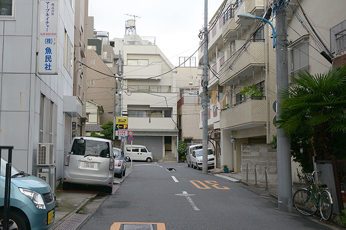街のねこたち