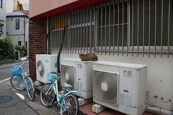 街のねこたち
