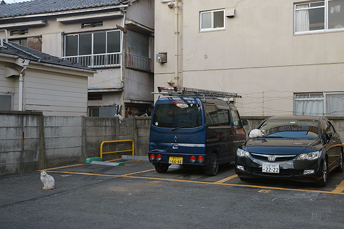 街のねこたち