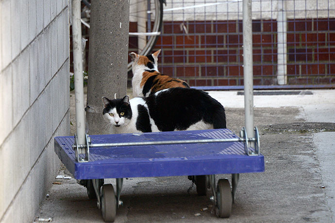 街のねこたち