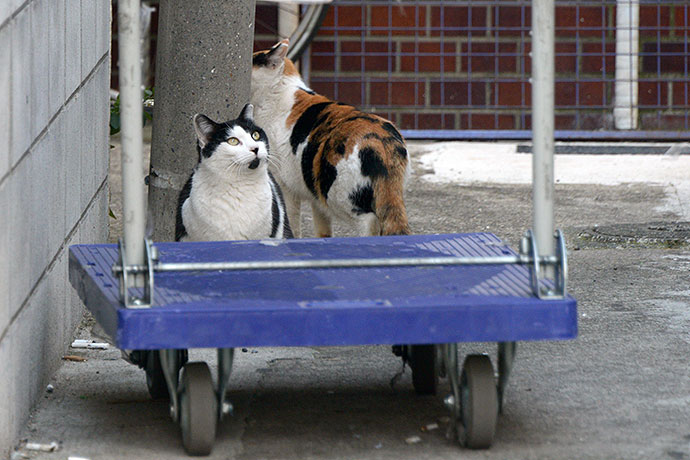 街のねこたち
