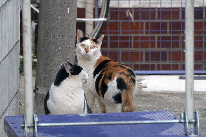 街のねこたち