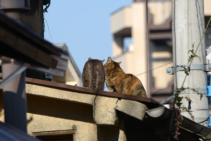 街のねこたち
