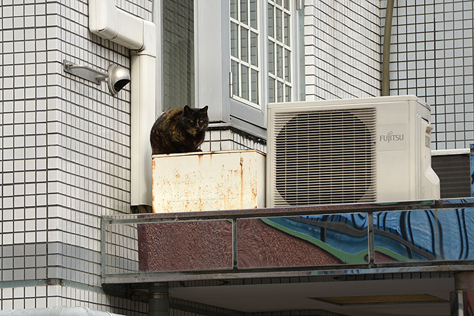 街のねこたち