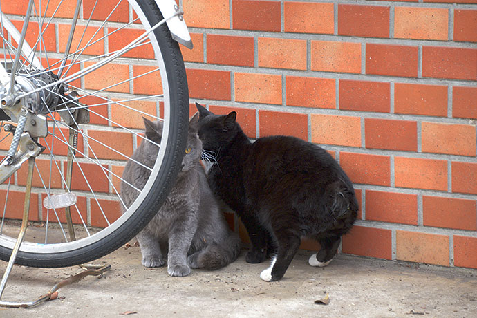 街のねこたち
