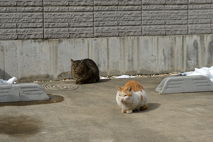 街のねこたち