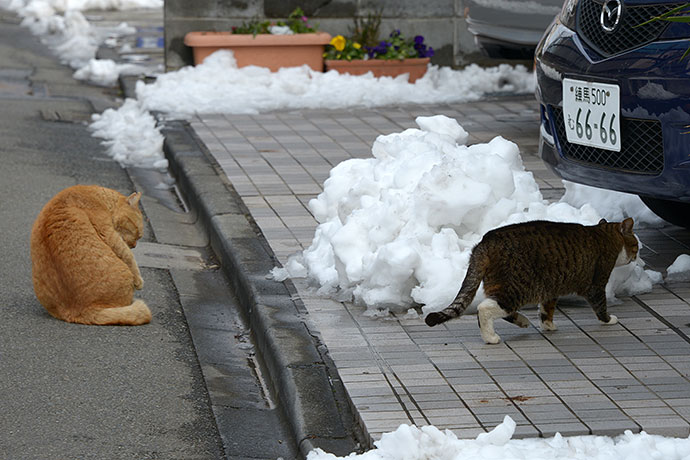 街のねこたち