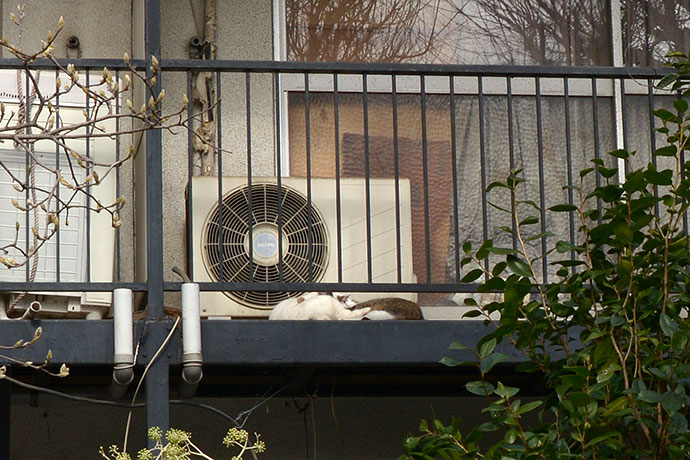 街のねこたち