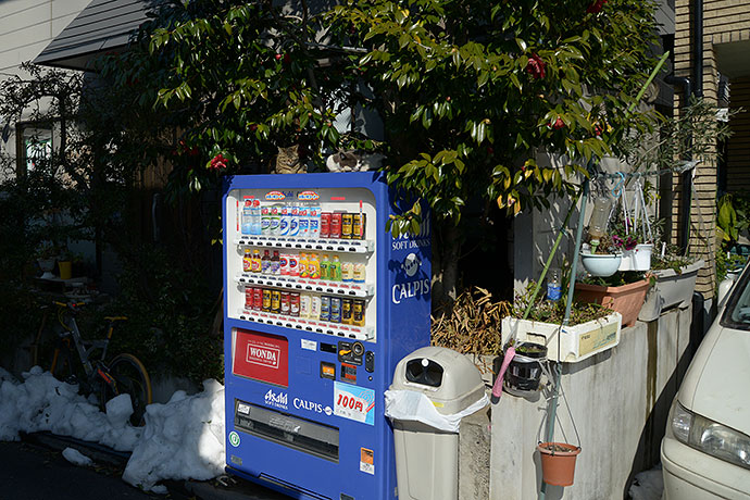 街のねこたち
