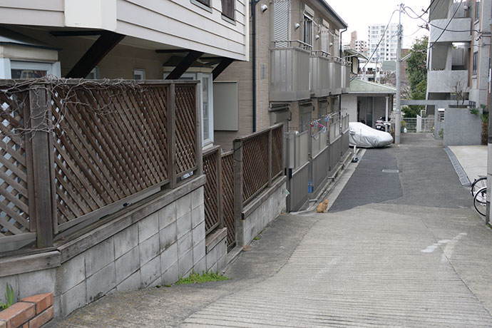 街のねこたち