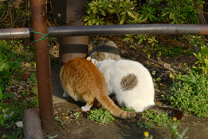 街のねこたち