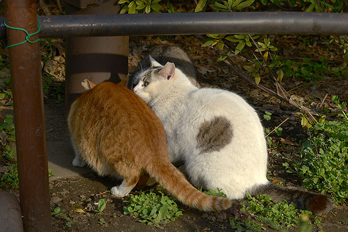 街のねこたち