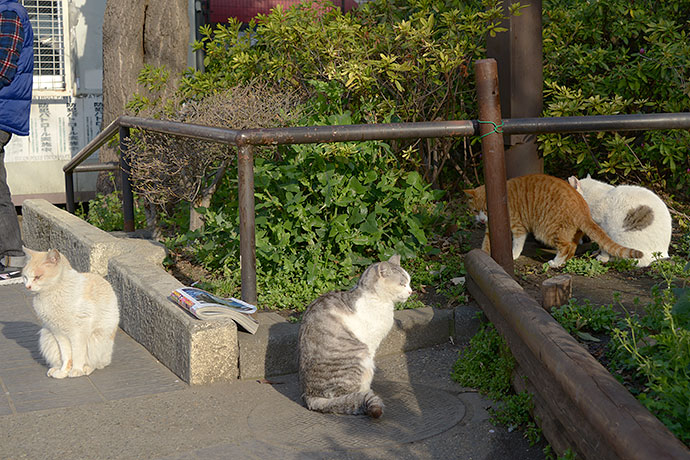 街のねこたち