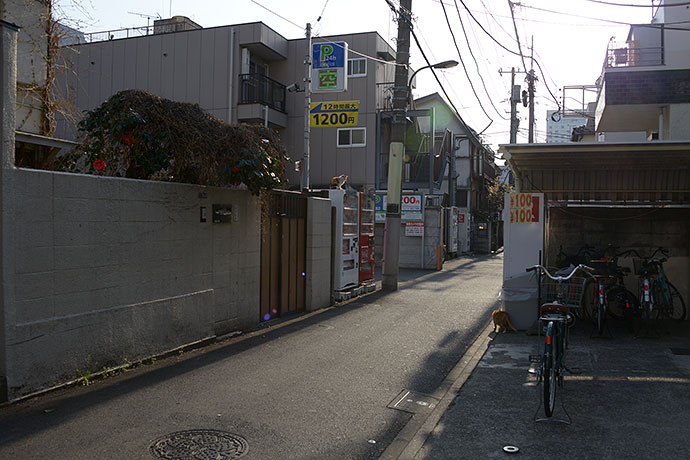 街のねこたち