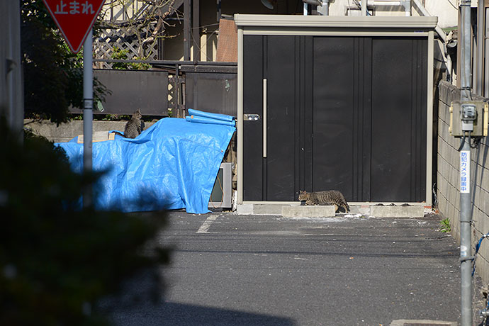 街のねこたち