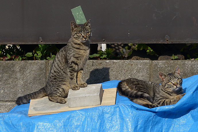 街のねこたち
