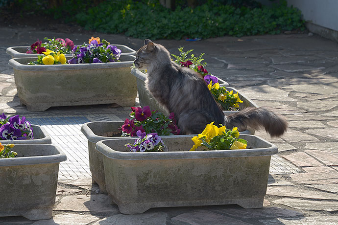 街のねこたち