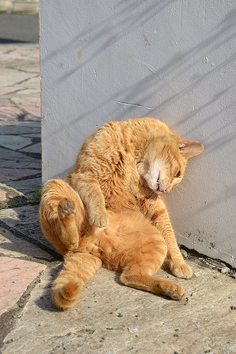 街のねこたち