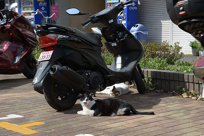 街のねこたち