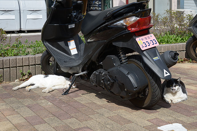 街のねこたち