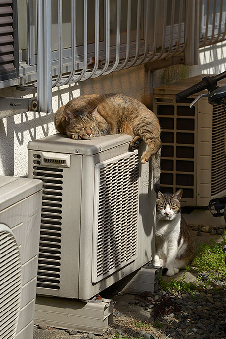 街のねこたち