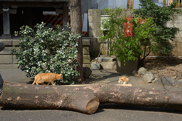 街のねこたち