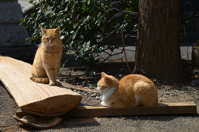 街のねこたち