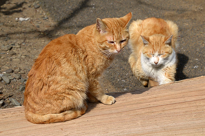 街のねこたち