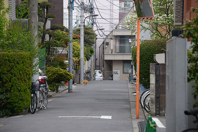 街のねこたち