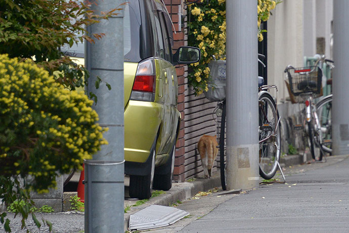 街のねこたち
