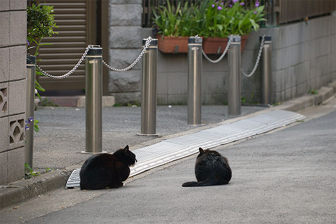 街のねこたち