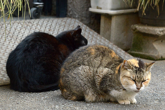 街のねこたち