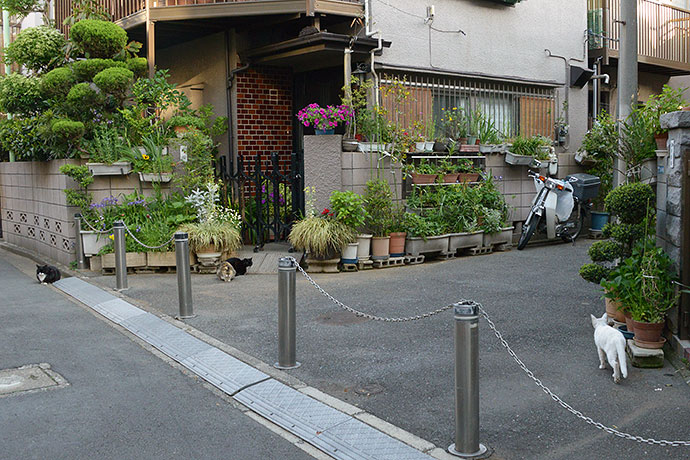 街のねこたち