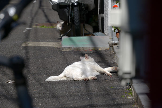 街のねこたち
