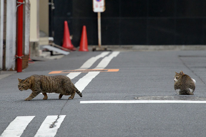 街のねこたち