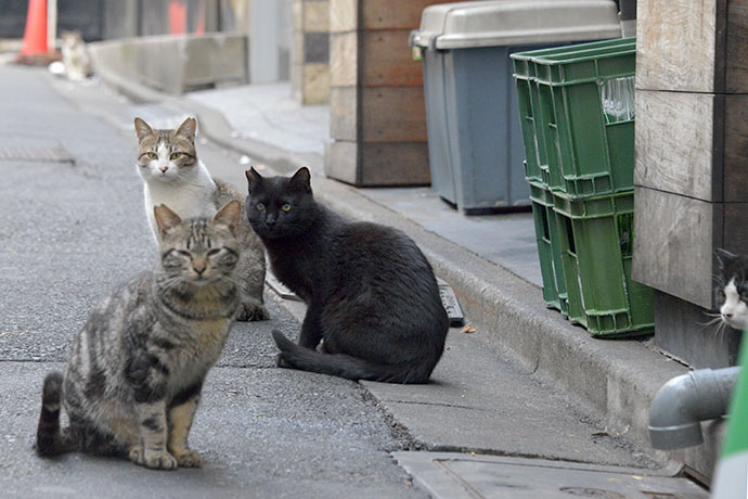 街のねこたち