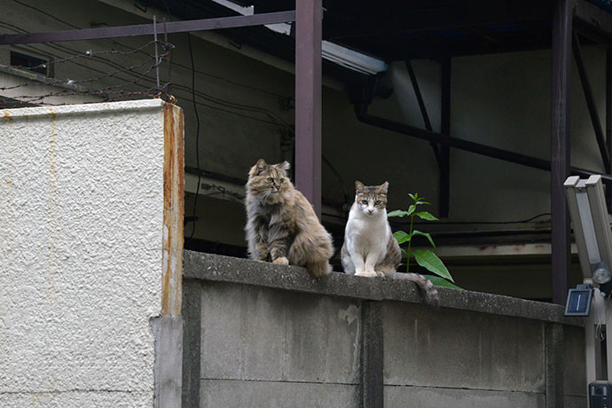 街のねこたち