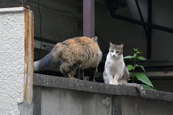 街のねこたち