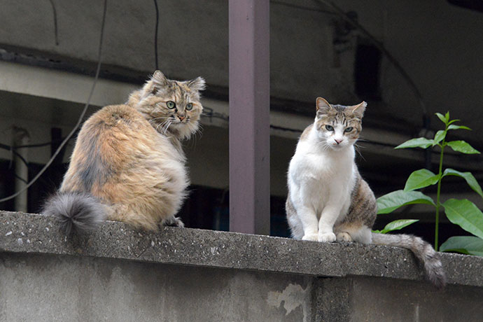 街のねこたち
