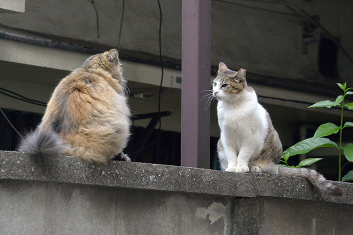 街のねこたち