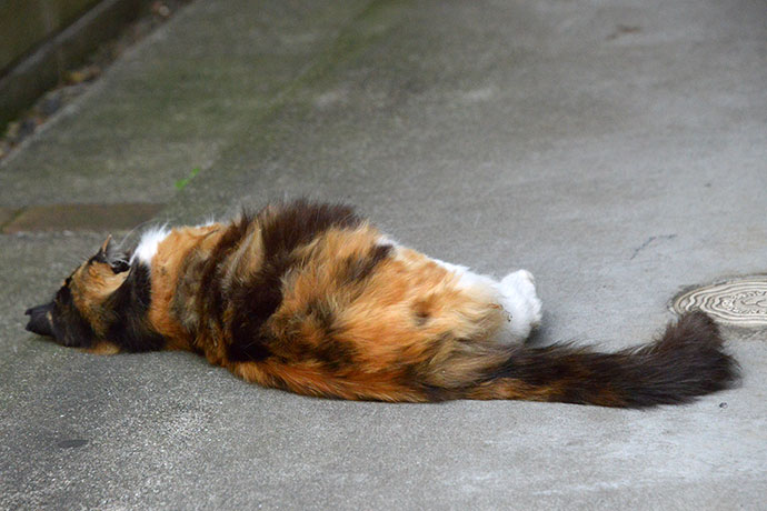 街のねこたち