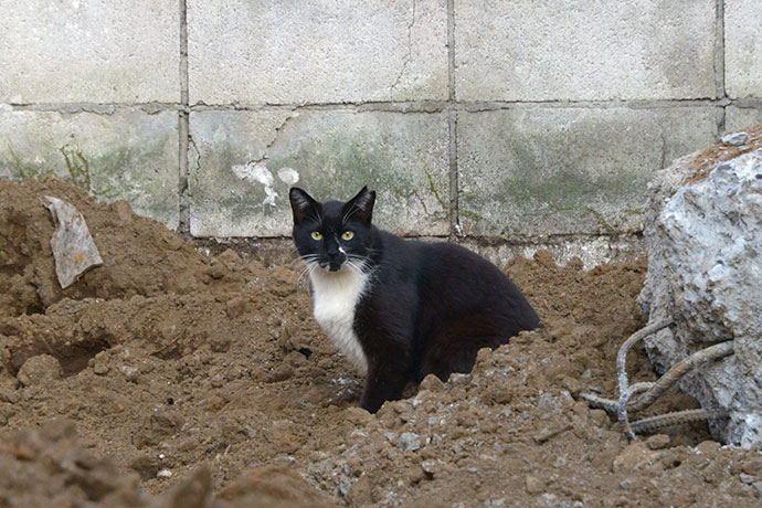 街のねこたち