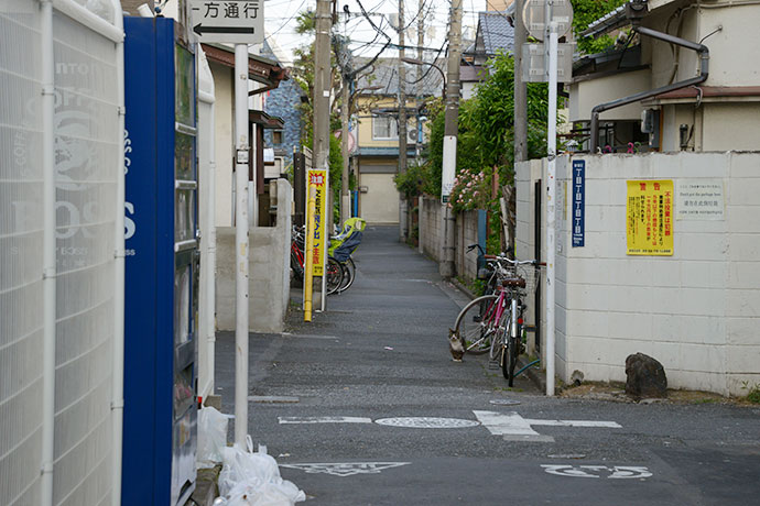 街のねこたち